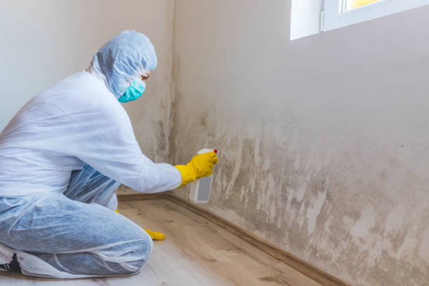 Licensed Basement Mold Remediation service in Matawan, NJ - Car Mold Remediation